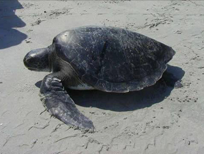 Reportan muerte masiva de tortugas en Guerrero
