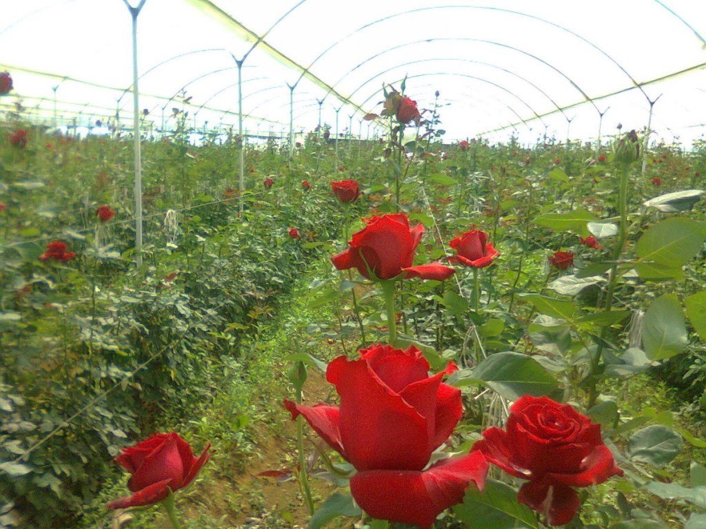Producción de flores en Jalisco genera mercado interno de 800 mdp