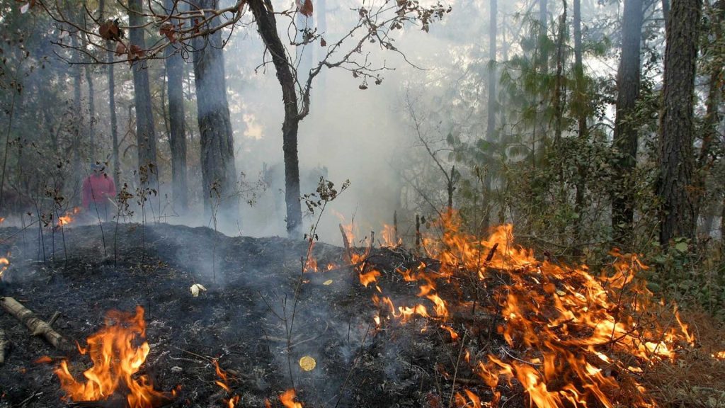 Incendios forestales afectan sólo en 4% de arbolado y renuevo