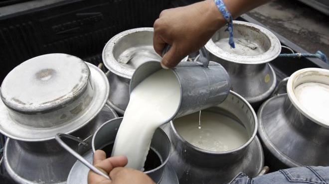 De los Altos de Jalisco, el 12% de la producción lechera en México