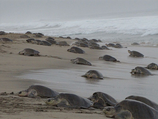 Contribuye a la conservación de la tortuga marina; adopta un nido