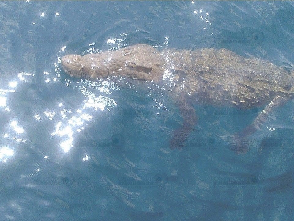 Es más fácil encontrar cocodrilos en el mar ♪ ♫ ♩ ♬