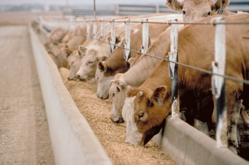 Jalisco es líder en producción genética bovina