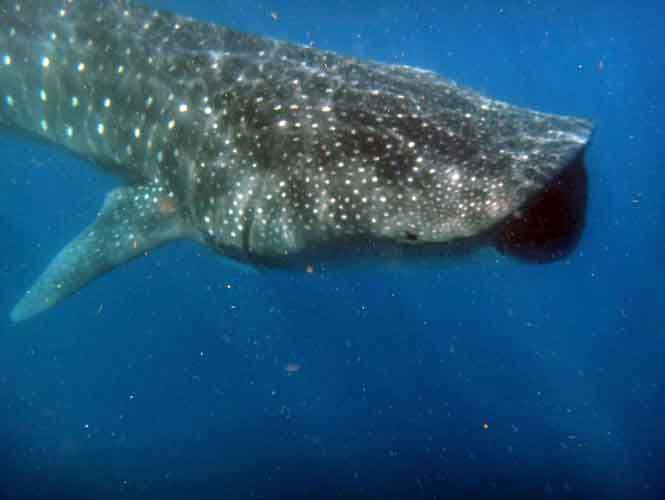Vigilan aguas del Golfo por la temporada del tiburón ballena