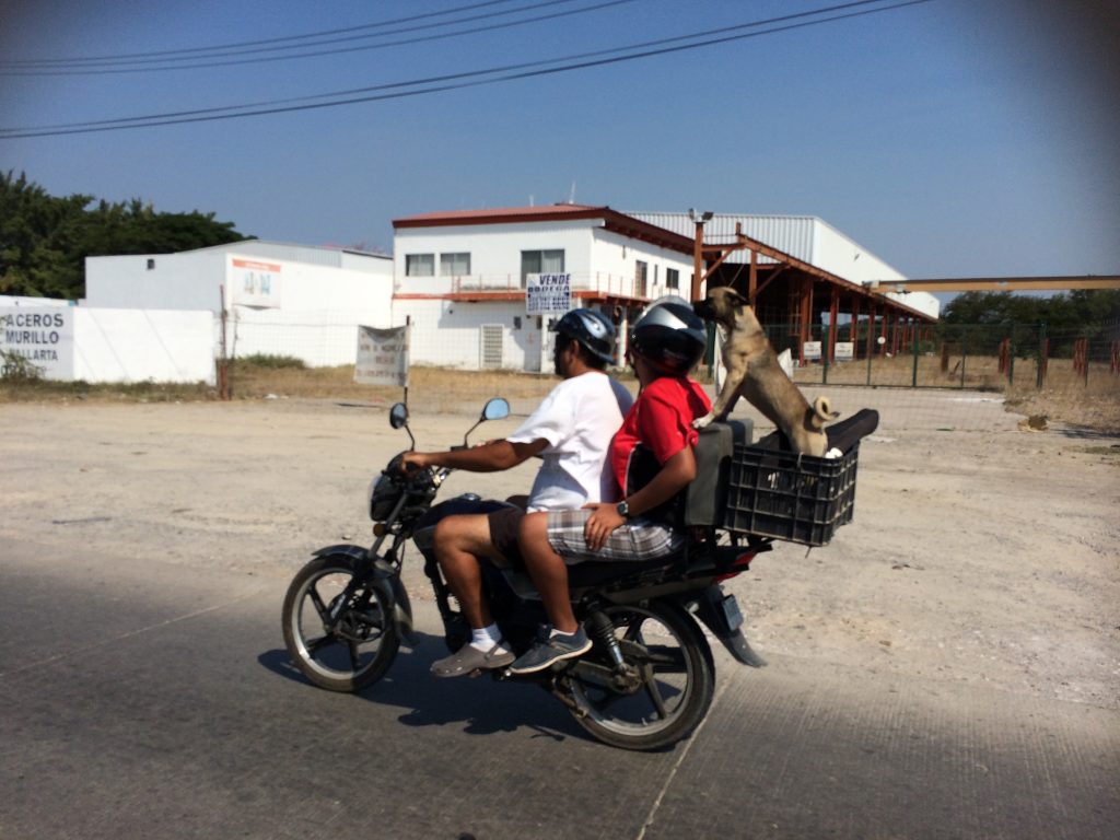 Urge educación vial y acciones de movilidad urbana en torno a Motociclistas