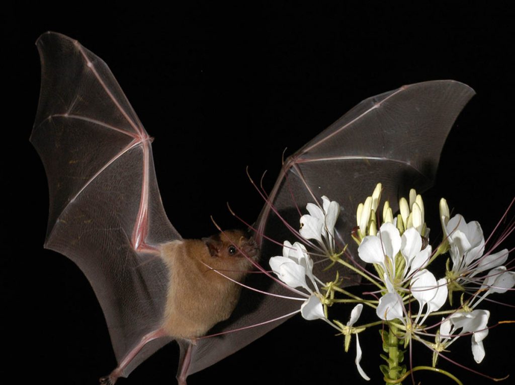 “Sin Murciélagos no hay Tequila“ un tema preocupante presentado por Carlos Camarena
