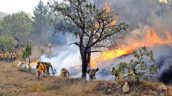 Daños por incendios forestales crecen ocho veces