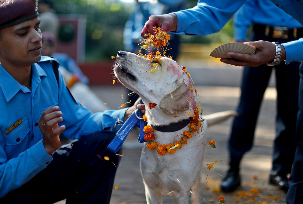 Vallarta será parte del festejo Kukur Tihar a la celebración de los perros