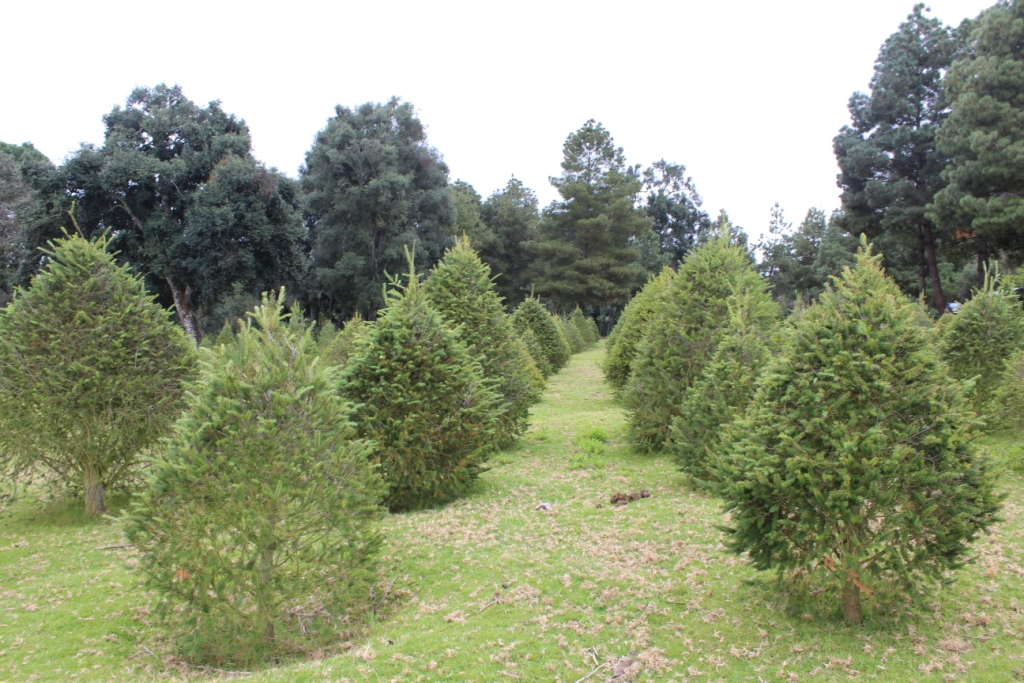 Ofrece Jalisco producción de 2 mil 200 árboles de Navidad