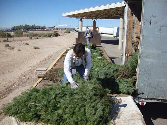 Profepa inspeccionará árboles de Navidad que ingresen a México