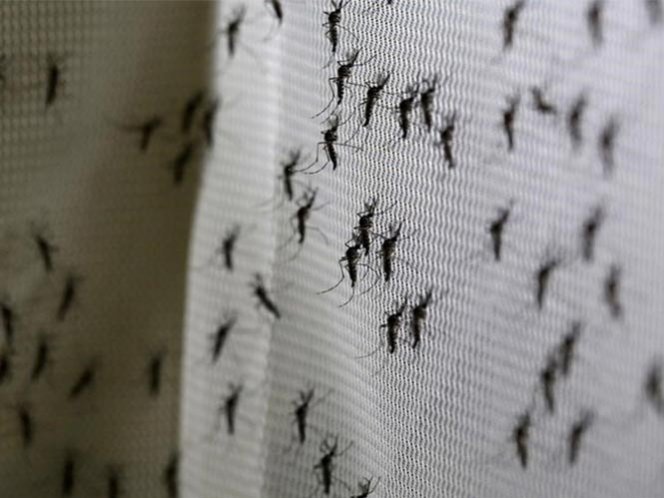 Zika deja de ser una emergencia sanitaria en el mundo: OMS