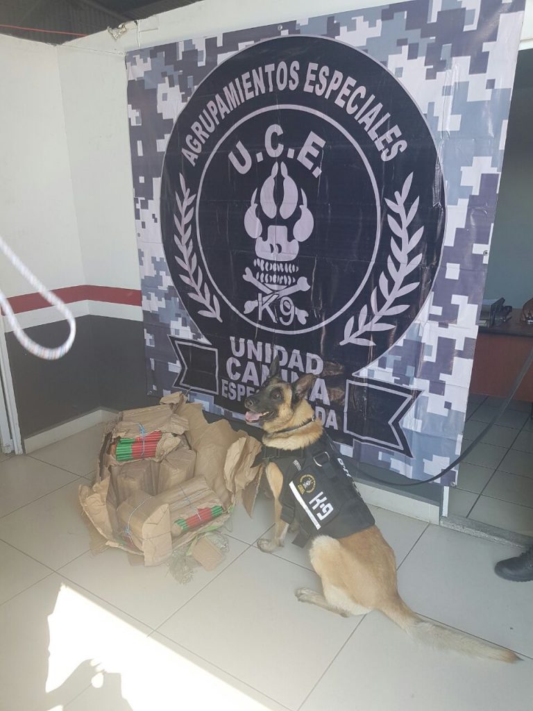 Binomio canino localiza pirotecnia en paquetería de Guadalajara