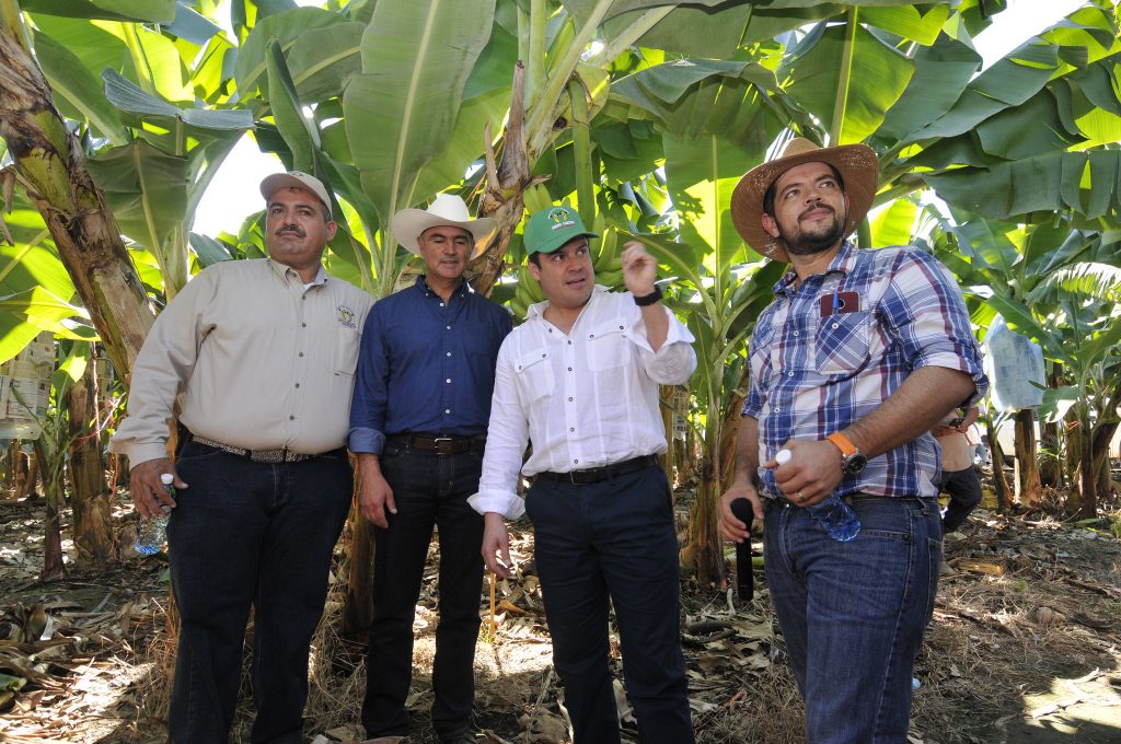 Gobierno de Jalisco entrega apoyos a productores de plátano en la Costa Sur