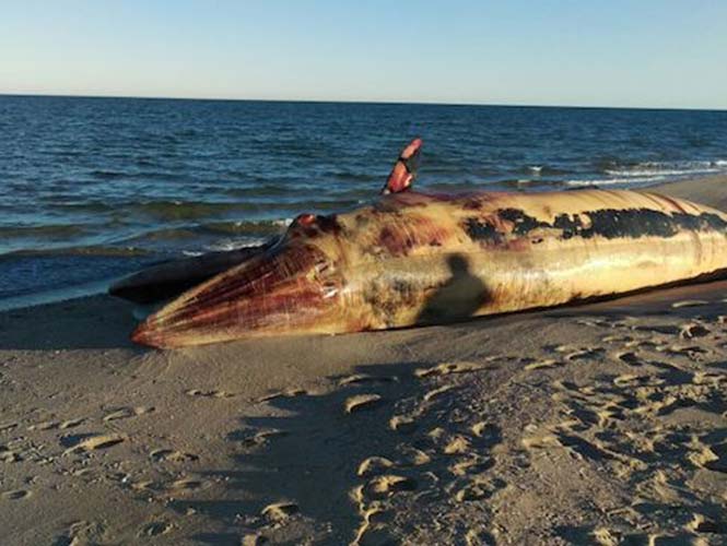 Encuentran muerta a ballenera jorobada en Baja California