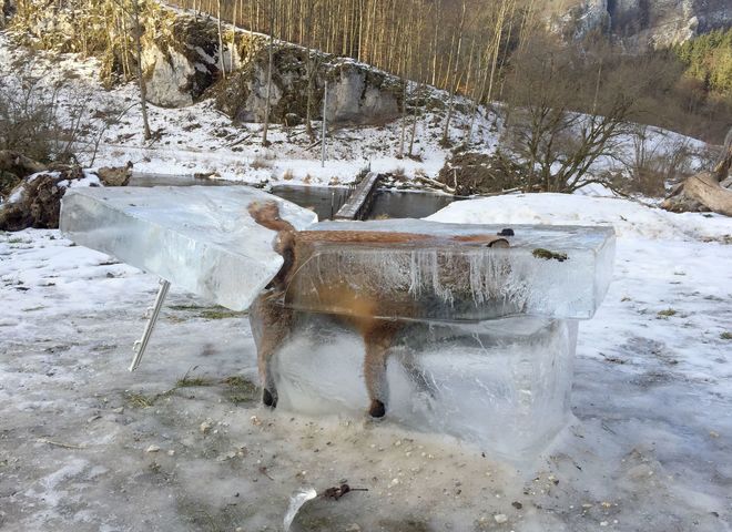 ¡Impresionante! Heladas en Alemania congelan a un zorro