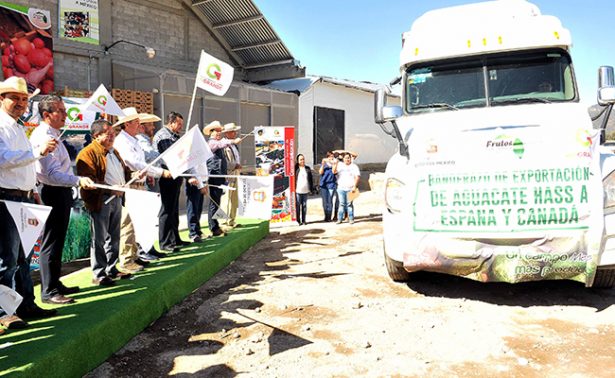 Salen toneladas de aguacate mexiquense rumbo a Canadá y España