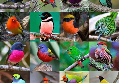 Del 10 al 12 de marzo, Festival de las Aves en Puerto Vallarta