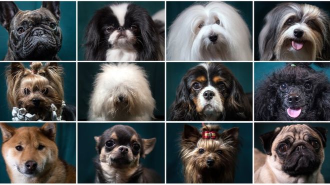 ¿Por qué existen tantas razas de perros en el planeta?