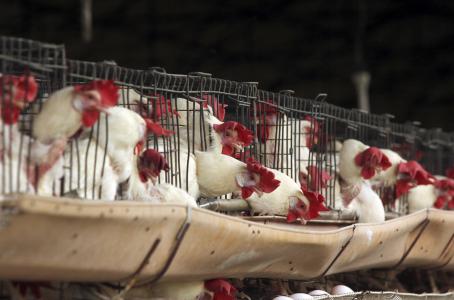 Tras escándalo, México suspende importación de carne de pollo brasileña