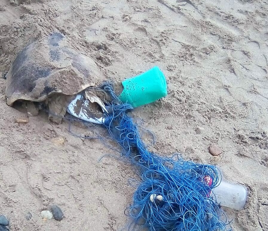 Mueren tortugas en la bahía a causa de chinchorros y redes de pesca