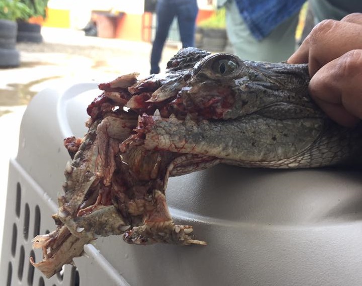 Pequeño cocodrilo es dañado de muerte, Bienestar Animal y CCAAAM interpondrán denuncia