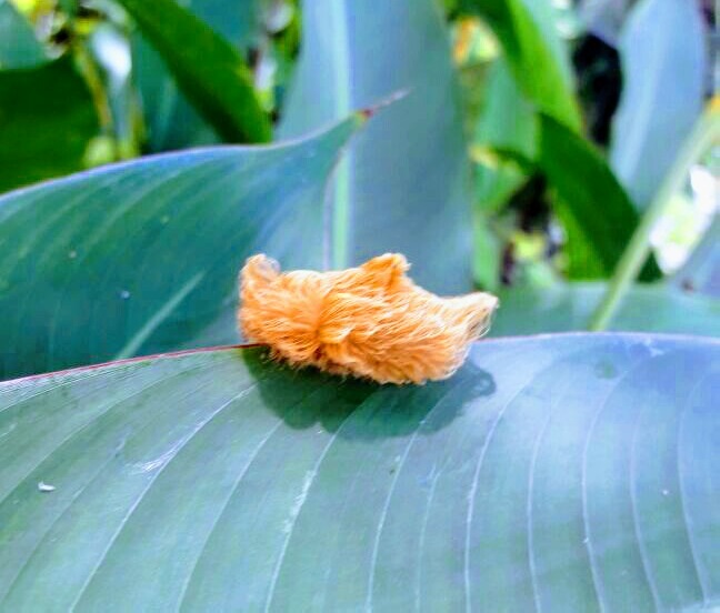Se detecta la oruga peluche, la más venenosa del mundo en Puerto Vallarta