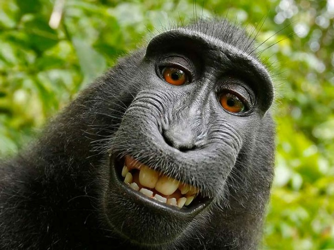 Alcanzan acuerdo sobre demanda de selfie tomada por mono