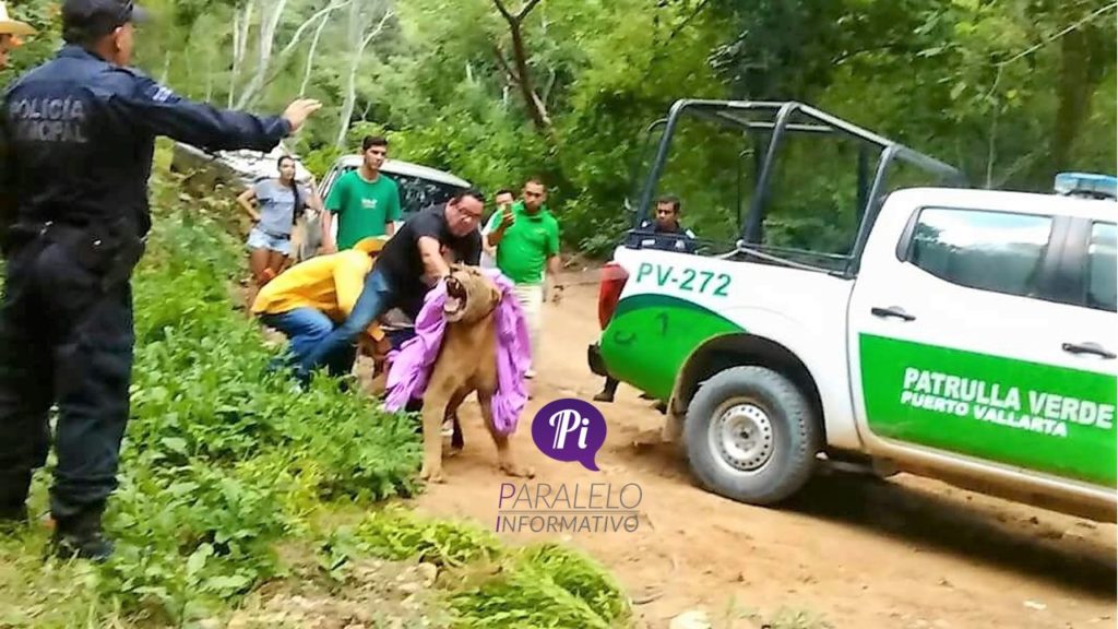 Capturan a leona por Rancho El Pirulí en Puerto Vallarta