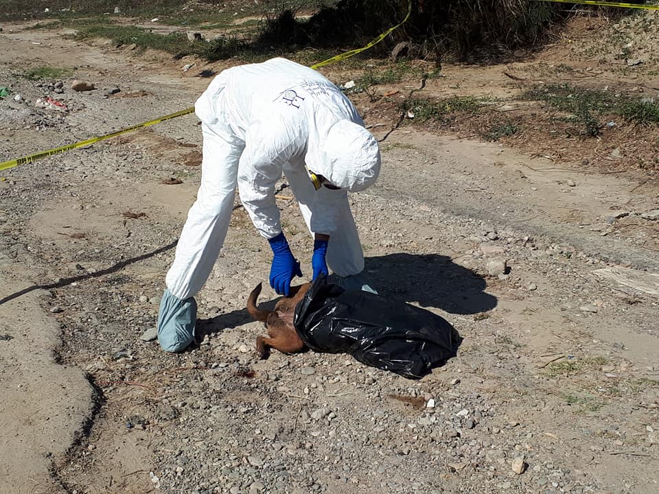 “Animalicidio“ en masa de Campo Verde bajo investigación de autoridades