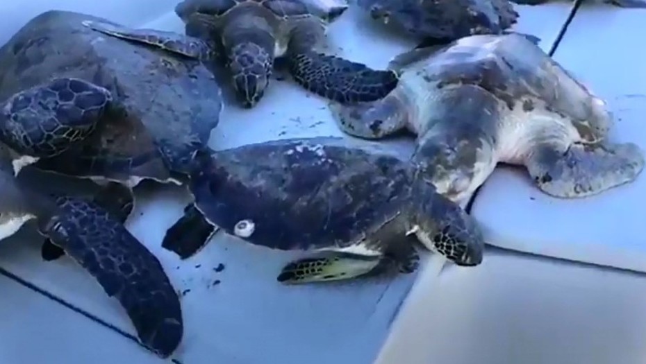 “Ciclón bomba”: iguanas y tortugas quedan “congeladas” por el frío en Florida