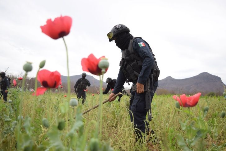 Así es como la Policía Estatal destruye 5 hectáreas de amapola en Sinaloa