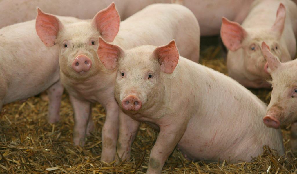Virus porcino, una nueva amenaza para la salud mundial
