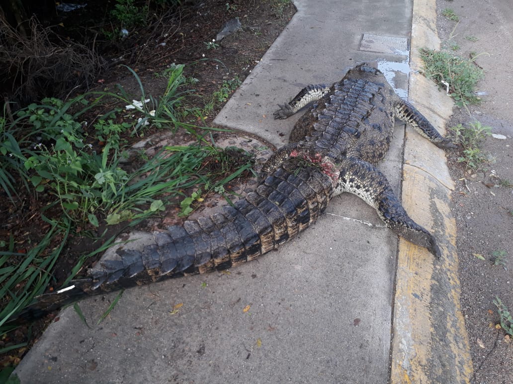 Encuentran cocodrilo decapitado en PV