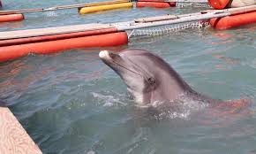 Cuatro delfines llegan a México para salvar a la vaquita marina de la extinción