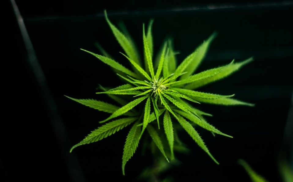 Legalizan uso lúdico de la marihuana