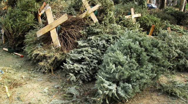 Instalan centros de acopio para árboles navideños