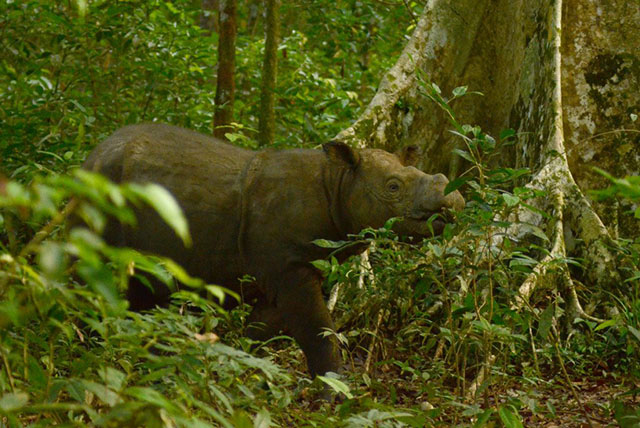 Muere Tam, el último rinoceronte macho de Sumatra