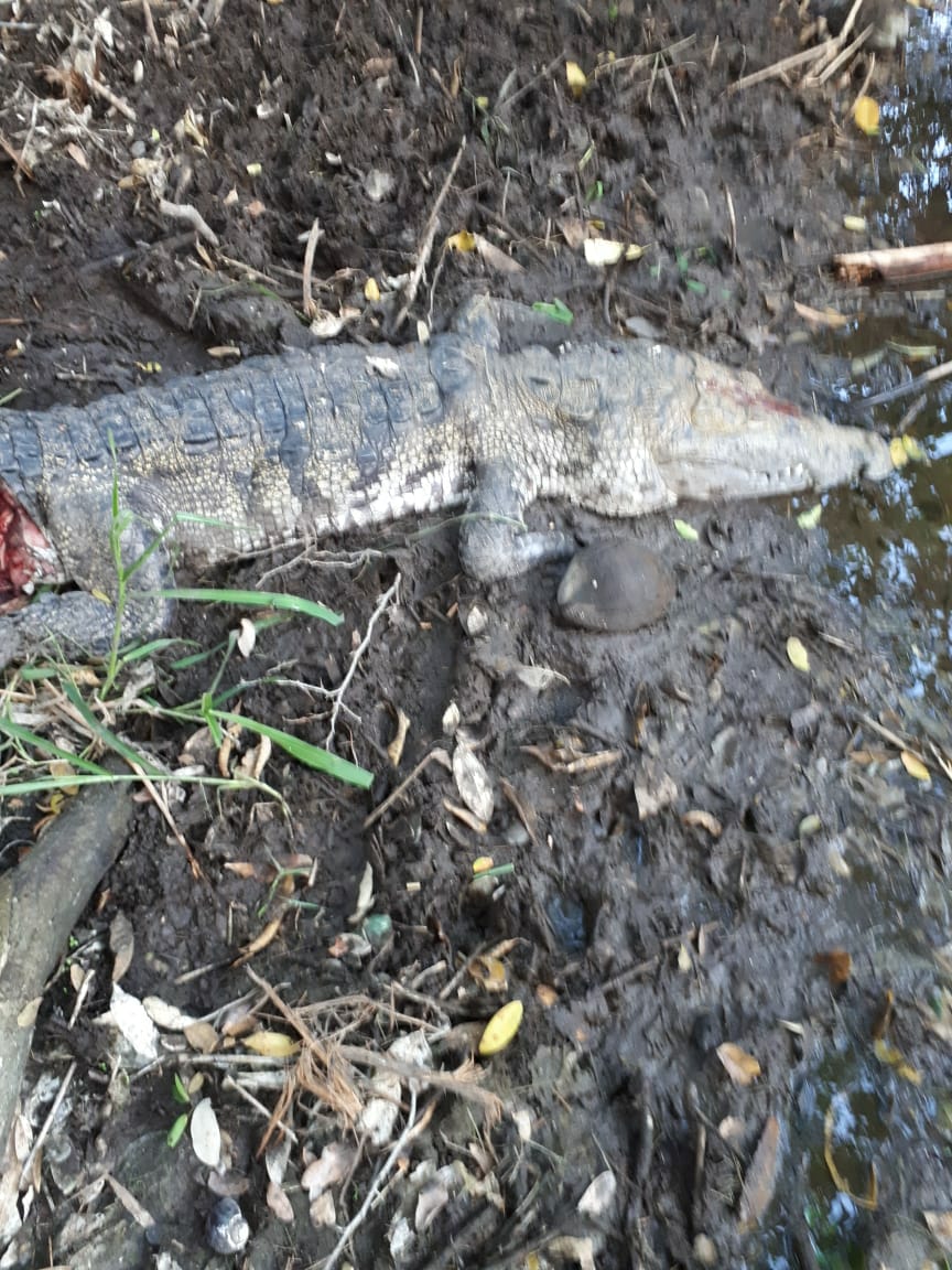 Matan y mutilan ejemplares de cocodrilos hembras en Colima
