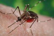Refuerza SSJ atención médica en colonias que presentan casos de dengue