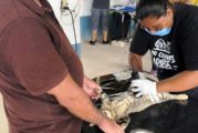 Alistan jornada de esterilización masiva en Puerto Vallarta