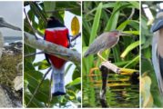 ¡Ya comenzó la temporada de observación de aves en la Riviera Nayarit!