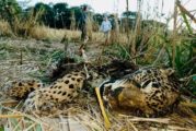 Investiga Profepa asesinato de jaguar en la Sierra de Mascota