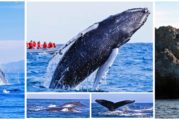 ¡Hasta la vista, babys! Termina temporada de avistamiento de ballenas en Riviera Nayarit