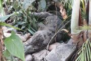 Subdirección de Medio Ambiente atiende muerte de cocodrilo