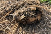 Investiga FGR muerte de jaguar ocurrido en el municipio de Mascota