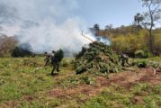 Destruyen más de 24 mil plantas de marihuana en el municipio de Tomatlán