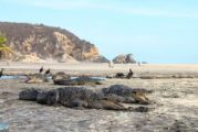 En playa de Oaxaca sin turistas, salen cocodrilos a tomar el sol