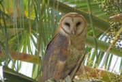 Semadet hace llamado para reforzar medidas de protección a fauna silvestre ante COVID-19