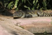 UMA Cipactli, más de 20 años de conservación de reptiles
