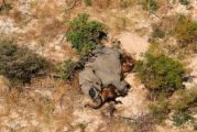 Se registra misteriosa masiva muerte de 350 elefentes en Botswana